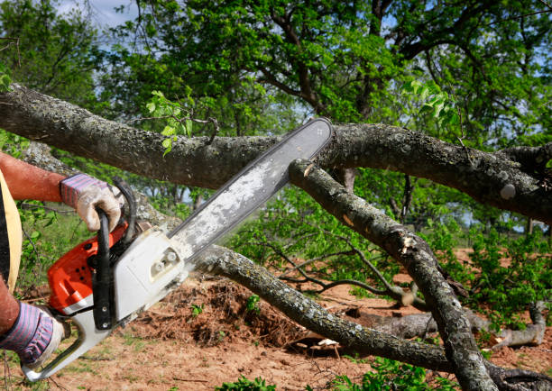 Best Emergency Storm Tree Removal  in Melbourne, AR